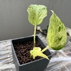 観葉植物　ポトス　　の画像