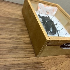 ‼️オオクワガタ　標本ケース付き❷の画像