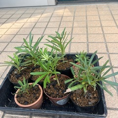 盆栽素材　マキ 