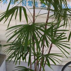 シュロチク　2メートル近くある大型観葉植物の画像