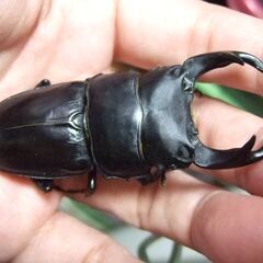 佐賀県産オオクワガタ ♂72.7ミリＢ品 ♀47.5ミリ ペアの画像