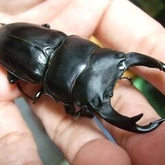 佐賀県産オオクワガタ ♂72.7ミリＢ品 ♀47.5ミリ ペアの画像