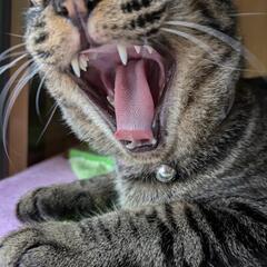 ラナ君です
