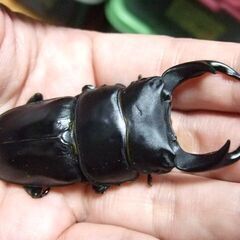 佐賀県産オオクワガタ ♂72.3ミリ ♀47.8ミリ ペアの画像