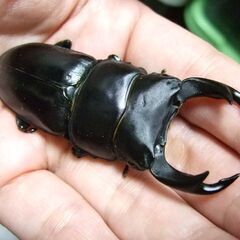 佐賀県産オオクワガタ ♂72.3ミリ ♀47.8ミリ ペアの画像