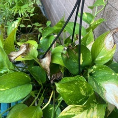 ポトス　観葉植物の画像