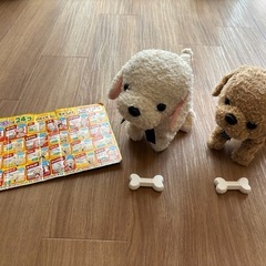 言葉がわかつペット！ココ　さかだちして！