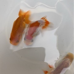 らんちゅう３匹セット　⑦ 1000円の画像