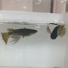 五式　ヒレ長　メダカ　稚魚　1匹100円の画像