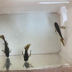 五式　ヒレ長　メダカ　稚魚　1匹100円の画像