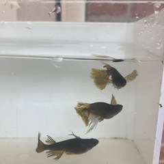 五式　ヒレ長　メダカ　稚魚　1匹100円の画像