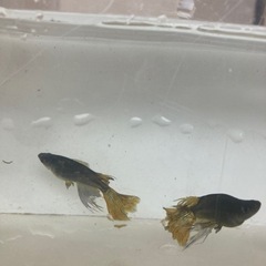 五式　ヒレ長　メダカ　稚魚　1匹100円の画像