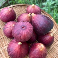 とれたて無花果　数量限定の画像