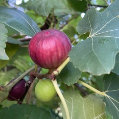 とれたて無花果　数量限定