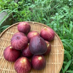 とれたて無花果　数量限定の画像