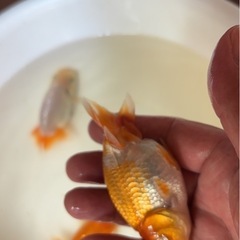 らんちゅう３匹セット　④  1000円の画像