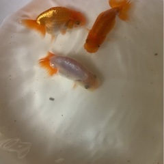 らんちゅう３匹セット　④  1000円の画像