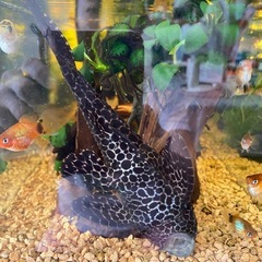 熱帯魚　プレコの画像