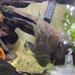 熱帯魚　プレコの画像