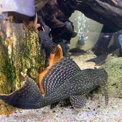 熱帯魚　プレコの画像
