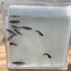 メダカ　オランジェ10匹　若魚の画像