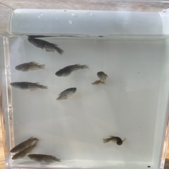 メダカ　オランジェ10匹　若魚の画像
