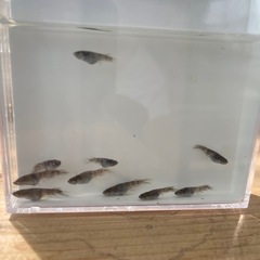 メダカ　銀閣10匹　若魚　ブルーアイの画像