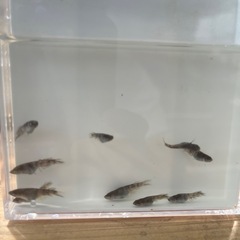 メダカ　銀閣10匹　若魚　ブルーアイの画像