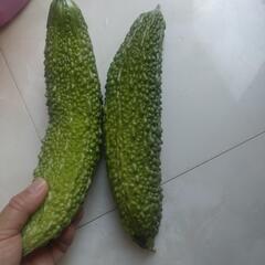 あげます‼️　ゴーヤ　二本　太く　🥒　そびえ立つ　🥒🥒🌟の画像