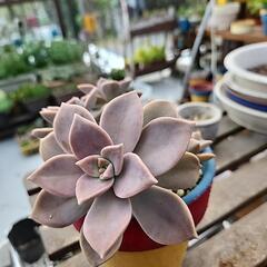 多肉植物　朧月の画像