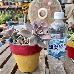 多肉植物　朧月の画像