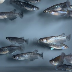 20匹　【画像同等】メダカ　稚魚〜若魚産卵サイズ　めだか　ミッドナイトフリル系ミックスの画像