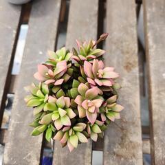 多肉植物　桜吹雪の画像