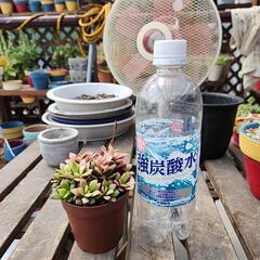 多肉植物　桜吹雪の画像