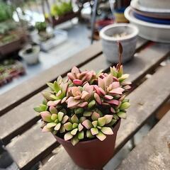 多肉植物　桜吹雪の画像