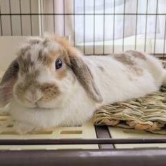 ★里親様✨募集致します★リンリンちゃん🐰※9/7(日)澄川シェル...