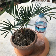 ソテツの画像