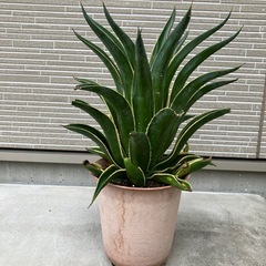 アカベの画像
