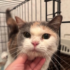 スコティッシュ 立ち耳 女の子