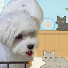 マルチーズオス🐶