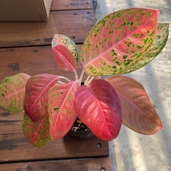観葉植物アグラオネマ🪴の画像