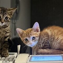 こわがりで目の大きい美猫兄妹子猫