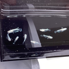 驚安❗️ メダカ　エメキン　幼魚、若魚　雄2 雌4の画像