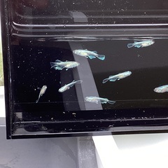 驚安❗️ メダカ　エメキン　幼魚、若魚　雄2 雌4の画像
