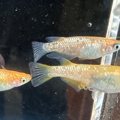 メダカ 紅帝ラメ 1ペア＋メスの画像