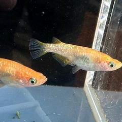 メダカ 紅帝ラメ 1ペア＋メスの画像