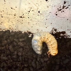 カブトムシの幼虫 の画像