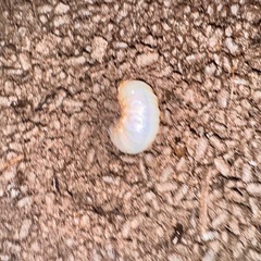 カブトムシの幼虫 の画像