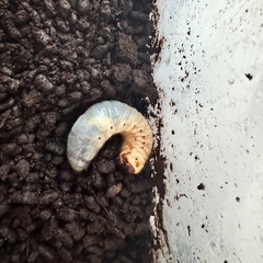 カブトムシの幼虫 の画像