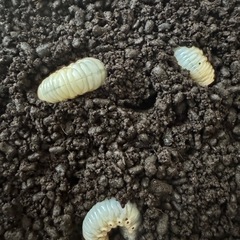 カブトムシの幼虫 の画像
